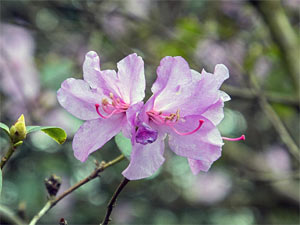 Rhododendron